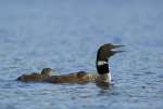 Common loon near Rudder Bay, Kabetogama Lake, Voyageurs National Park, Minnesota, USA
