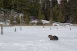 Beaver on a frozen inland Lake along the Black Bay ski trail, Voyageurs National Park, Minnesota, USA