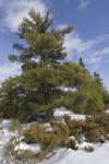 scenic pine along the Black Bay ski trail, Rainy Lake, Voyageurs National Park, Minnesota, USA