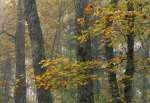 Fall color in a maple, hickory, and tulip forest, Turnhole Bend Trail, Mammoth Cave National Park, Kentucky, KY, USA