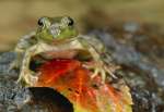 Green frog along the Buffalo Creek bank, Wet Prong of Buffalo Loop Trail, Mammoth Cave National Park, Kentucky, KY, USA