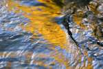 Reflections in a autumn stream, VT