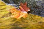 Leaf and reflections in a autumn stream, VT