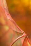 Autumn leaf detail, Bog Dam Road, The White Mountains National Forest, New Hampshire