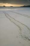 Sea Turtle tracks, Floreana Island, Galapagos National Park, Ecuador