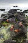 Sally Lightfoot Crabs (Grapsus grapsus) along the shoreline Espanola Island, Galapagos National Park, Ecuador