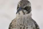 Hood Mockingbird (Nesomimus macdonaldi), Galapagos National Park, Ecuador