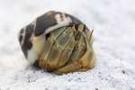 Hermit crab, Galapagos National Park, Ecuador