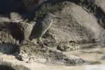Lava Heron (Butorides sundevalli) along a beach on the island of Espanola, Galapagos National Park, Ecuador