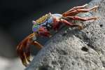 Sally Lightfoot crab, Galapagos National Park, Ecuador