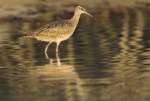 Whimbrel (Numenius phaeopus hudsonicus) feeding on Santa Cruz, Galapagos National Park, Ecuador