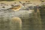 Whimbrel (Numenius phaeopus hudsonicus) feeding on Santa Cruz, Galapagos National Park, Ecuador