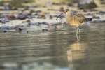 Whimbrel (Numenius phaeopus hudsonicus) feeding on Santa Cruz, Galapagos National Park, Ecuador