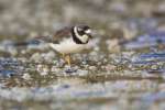 Semi-palmated Plover (Charadrius semipalmatus), Santa Cruz, Galapagos National Park, Ecuador