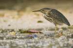 Striated Heron (Butoroides striatus), Santa Cruz, Galapagos National Park, Ecuador