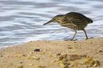 Striated Heron (Butoroides striatus), Santa Cruz, Galapagos National Park, Ecuador