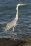 Great Blue Heron (Ardea herodias), Santa Cruz, Galapagos National Park, Ecuador