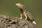 Lava Lizard (Microlophus albemarlensis) Santa Cruz, Galapagos National Park, Ecuador