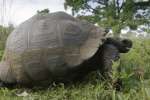 Giant Tortoise, Galapagos National Park, Ecuador