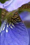 Blue Flag Iris (Iris versicolor) Iris Family (Iridaceae), New York, USA