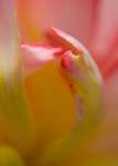 Flower Abstracts