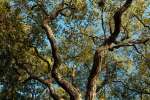 Charleston, South Carolina, USA.  Tree branches stretch out against the cloudless blue sky during early morning light.