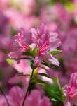 Charleston, South Carolina, USA.  Azaleas in bloom in Charleston.