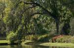 Charleston, South Carolina, USA.  A large tree stretches over a reflecting pond at MIddle Plantations.