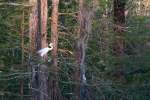 Charleston, South Carolina, USA.  An egret pershed in the Auduobon Swamp Garden at Magnolia Gardens