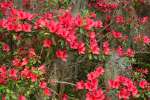 Charleston, South Carolina, USA.  Azaleas in bloom in the spring.