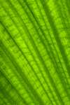 Charleston, South Carolina, USA.  A closeup of patterns and veins in a large palm leaf.