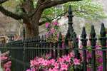 Charleston, South Carolina, USA.  Azaleas along a fence in bloom