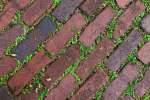 Charleston, South Carolina, USA.  Moss grows between the bricks in historic Charleston.