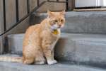 Charleston, South Carolina, USA.  A cat on the steps of a house in the historic area of Charleston.