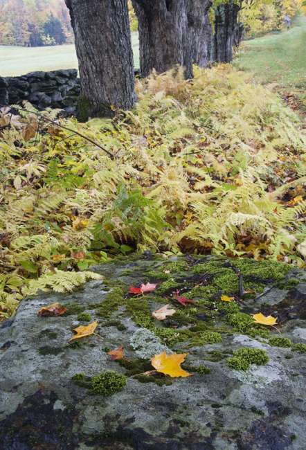 Fall foliage in Southern Vermont  photography workshop with Raymond Klass, Klass Photography