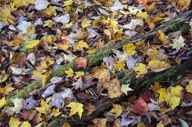 Fall foliage in Southern Vermont  photography workshop with Raymond Klass, Klass Photography
