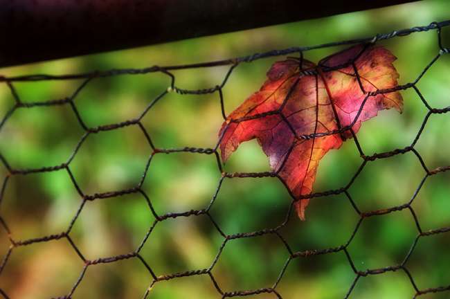 Fall foliage in Southern Vermont  photography workshop with Raymond Klass, Klass Photography