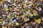 Fall foliage in Southern Vermont  photography workshop with Raymond Klass, Klass Photography