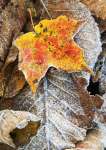 Fall foliage in Southern Vermont  photography workshop with Raymond Klass, Klass Photography
