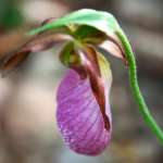 Spring photography workshop in the Poconos with teacher Raymond Klass, Klass Photography, klassphoto.com