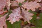Ponoco Mountains Fall Workshop - held at PEEC - The Pocono Environmental Educational Center.  Workshop by Raymond Klass, Klass Photography